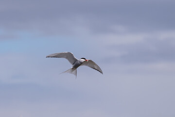 Arctic Tern bird with a fish in it's mouth
