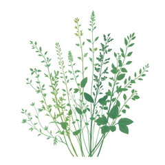 Fototapeta premium Botanical Illustration - herbs in emerald and beige for interior posters 
