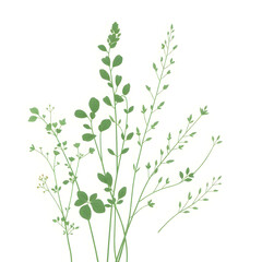 Botanical Illustration - herbs in emerald and beige for interior posters
