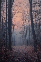 Misty forest path at dawn (1)