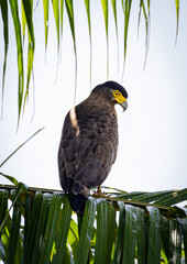Crested serpent eagle perching on a shaded tree in the forest in Kuala Gula Malaysia