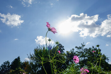 青空に向かって咲くコスモスの花