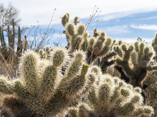Cholla cactus plants in the desert