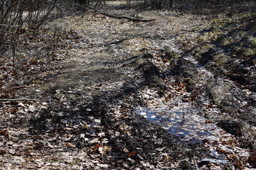 A muddy forest trail with fallen leaves and sunlight