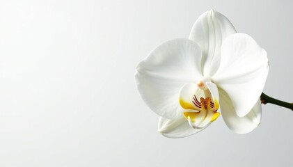 Delicate white orchid blossom, pristine petals against pure white backdrop, texture, smooth