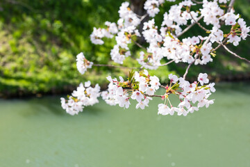 弘前城の桜
