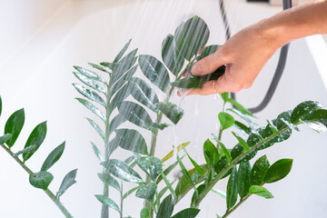 Zamioculcas zamiifolia houseplant it stands under water jets in bathroom for washing. Care of...