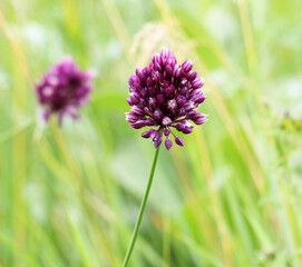 Flowering of wild onion in nature
