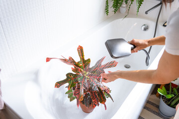 A woman in an apron washes the Croton Codium houseplant from the shower in the bathroom. Care of potted plants, watering, dusting, humidification © Ольга Симонова
