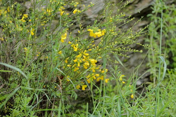 Little Sparks of Life in the Hills of Ezcaray