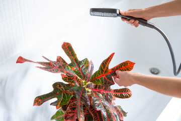 Croton Codium houseplant it stands in bathroom for washing. Care of potted plants, watering,...