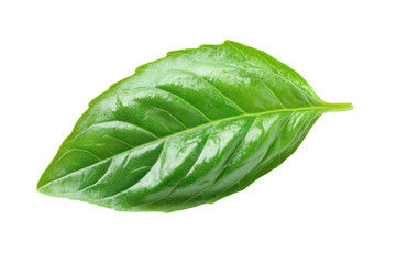 Fresh basil leaf showcasing intricate details and vibrant green hues against a pristine white background for culinary and artistic inspiration