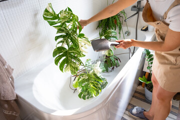 A woman in an apron washes the Monstera Alba variegata houseplant from the shower in the bathroom. Care of potted plants, watering, dusting, humidification © Ольга Симонова