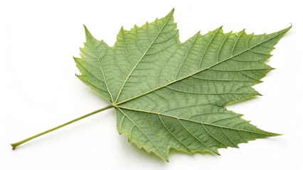Fototapeta premium green leaf on white background
