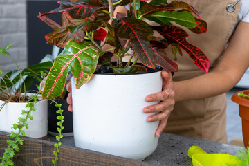 Repotting and caring home plant codium croton into new pot in home interior. Woman breeds and grows...