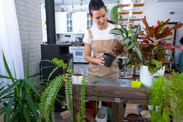 Repotting and caring home plant Aglaonema into new pot in home interior. Woman breeds and grows...