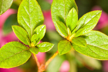 Macro image of lily flowers in garden