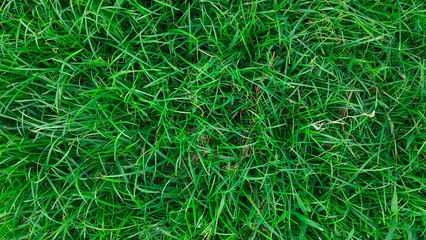 green grass texture