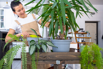 Repotting and caring home plant Yucca into new pot in home interior. Woman breeds and grows plants...