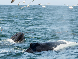 Obraz premium Humpback whale breaching in Monterey Bay, California. Ocean splash, marine wildlife, whale watching, nature moment, aquatic mammal, Pacific coast. Close up