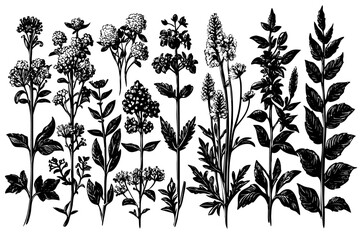 Medicinal plants trio engraving, leaves roots vintage apothecary