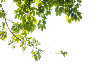 green leaves isolated on white