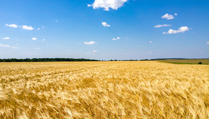 Naklejka premium The golden wheat fields of Ukraine stretch towards the horizon under a clear blue sky, representing the country's agricultural abundance.