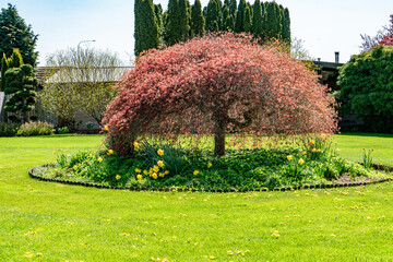 Blaine Garden Tree
