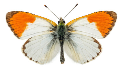 Fototapeta premium Full,Many types of butterflies, isolated transparent background