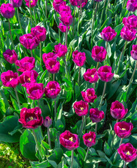 Skagit Valley Flowers Background 4