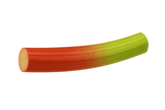 Fresh rhubarb stalk isolated on transparent background showing red and green gradient