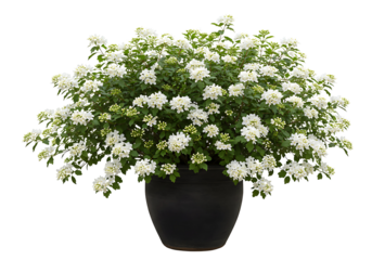 Potted Plant with  Flowers Isolated on Transparent Background


