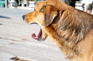 Stray red dog yawning profile portrait