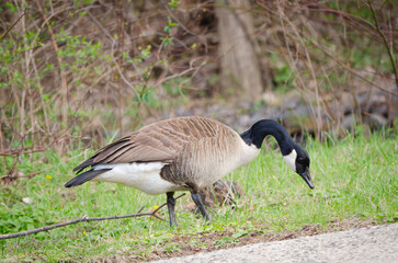 canada goose looking for food
