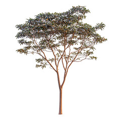Single tree closeup image high resolution nature graphic