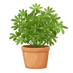 Small potted plant vibrant green foliage terracotta pot