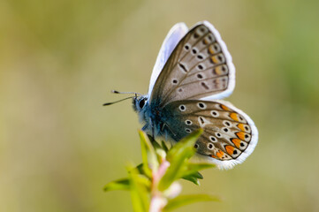 butterfly on a flower