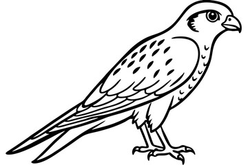 Elegant Kestrel Outline