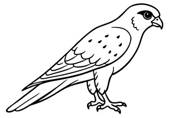 Elegant Kestrel Outline