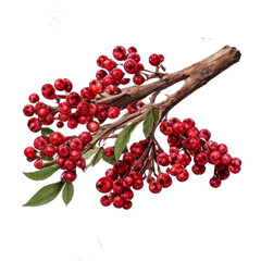 Watercolor red berry branch realistic botanical Christmas illustration