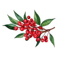 Watercolor red berries with green leaves botanical festive illustration