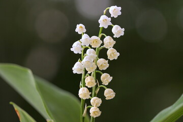 lily of the valley