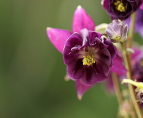 purple flower in the garden