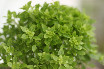 close up of fresh basil