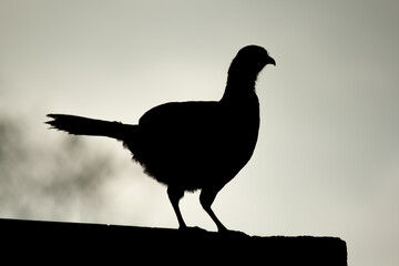 silhouette of a bird