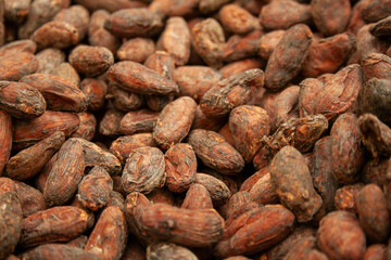close up of cacao beans