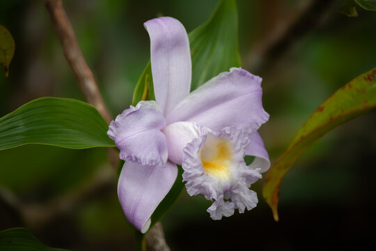Sobralia in nature