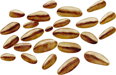 watercolor barley