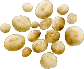 watercolor soybean