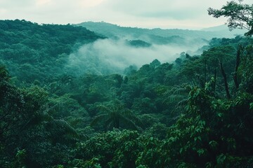 Obraz premium Misty mountain rainforest, lush green canopy